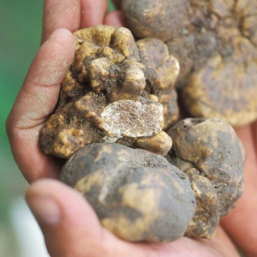 Tartufo_Bianco-600px